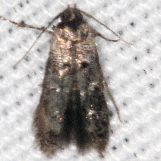 1594 Stibosis venifica BG Paynes Prairie St Pk Fl 3-17-21