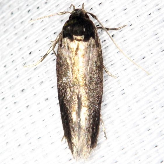 1596.97 Unidentified Periploca Moth  BG yard 6-19-13 (19)_opt