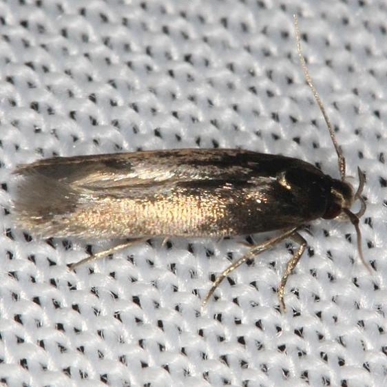 1596.97 Unidentified Periploca Moth  BG yard 6-19-13 (20)_opt