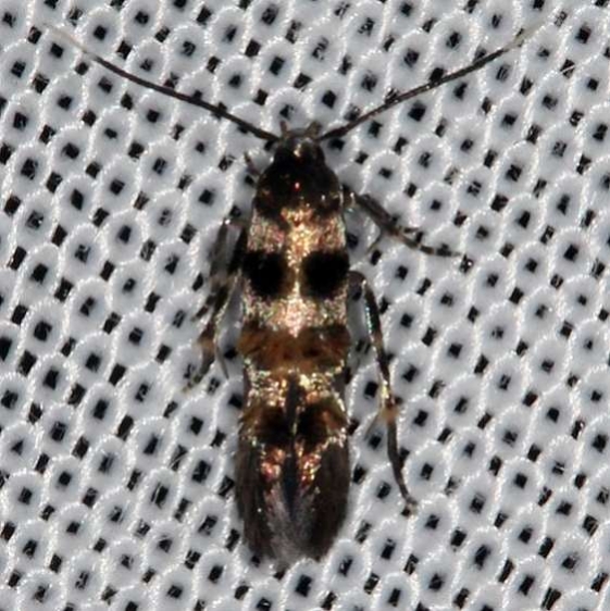 1609 Stilbosis tesquella BG Wolf's Den Shawnee St Pk 8-7-16 (79a)_opt