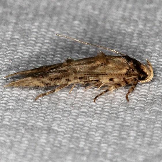 1609 Stilbosis tesquella yard 7-7-19