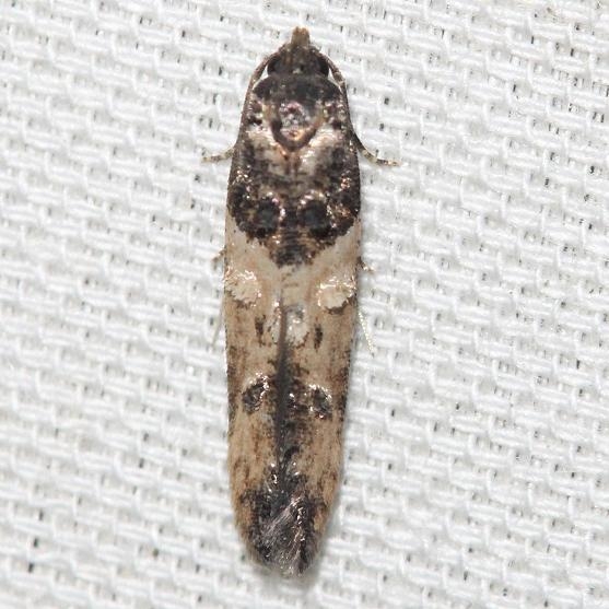 1615 Sweetcover Root Borer Moth yard 5-28-12