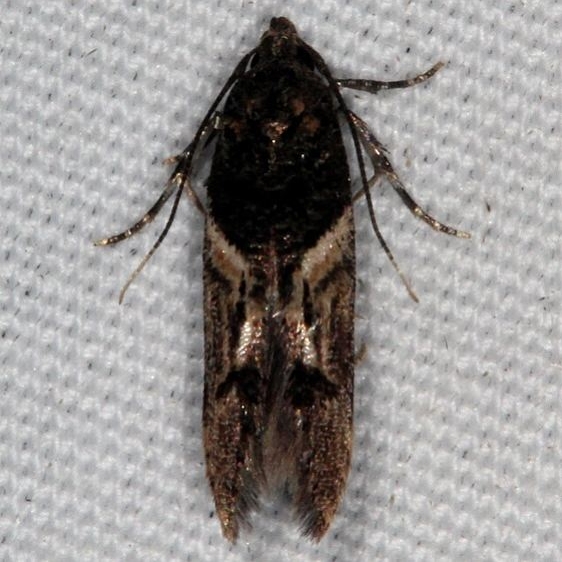 1615.97 Unidentifeid Walshia Moth Oscar Scherer St Pk Fl 2-27-17 (1)_opt