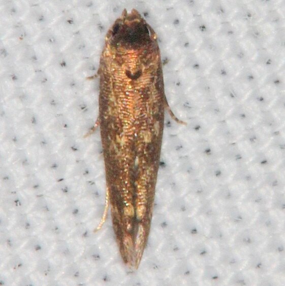 1632.97 Unidentified Perimede-BG-Collier Seminole St Pk Fl 6-8-22