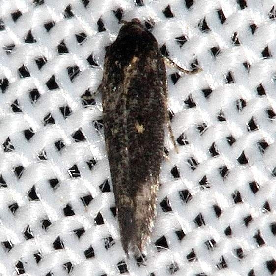 1632.97 Unidentified Perimede MothCollier Seminole St Pk 3-2-14