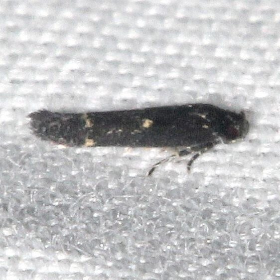 1638-Ithome-concolorella-BG-Collier-Seminole-St-Pk-Fl-3-20-25