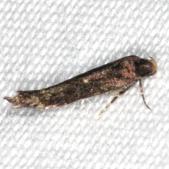 1639 Ithome curvipunctella tentative Oscar Scherer St Pk 3-12-15_opt