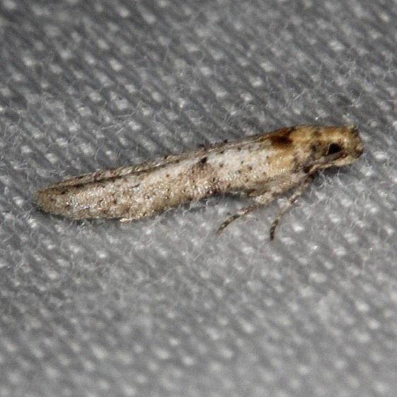 1645 Obithome punctiferella BG NABA Gardens Mission, Texas  11-4-13 (86)_opt