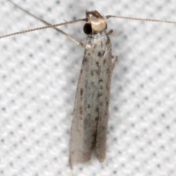 1658.97 Unidentified Neoscythris-BG-Collier Seminole St Pk Fl 3-8-22