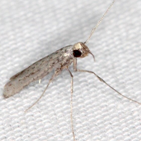 1658.97-Unidentified-Neoscythris-BG-Collier-Seminole-St-Pk-Fl-3-8-22-2