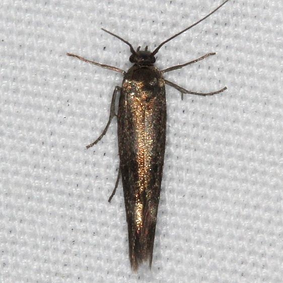 1659 Sycthris fusciomella Moth tentative yard 6-1-16 (29)_opt