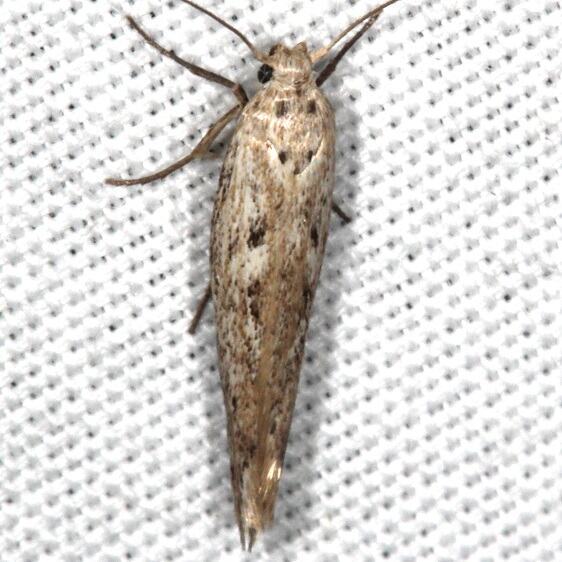 1667 Arotrura oxyplecta BG Bear-Island-Big Cypress Preserve Fl 3-18-23