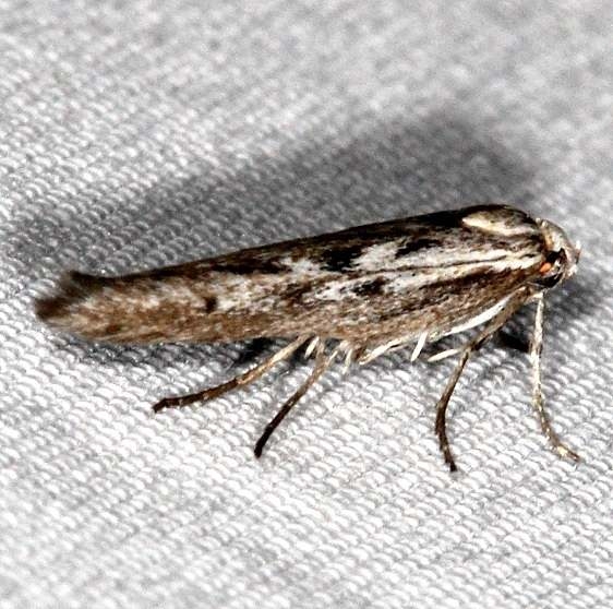 1667.2 Arotrura longissima BG Campsite 119 Falcon St Pk 10-22-16 (5)_opt