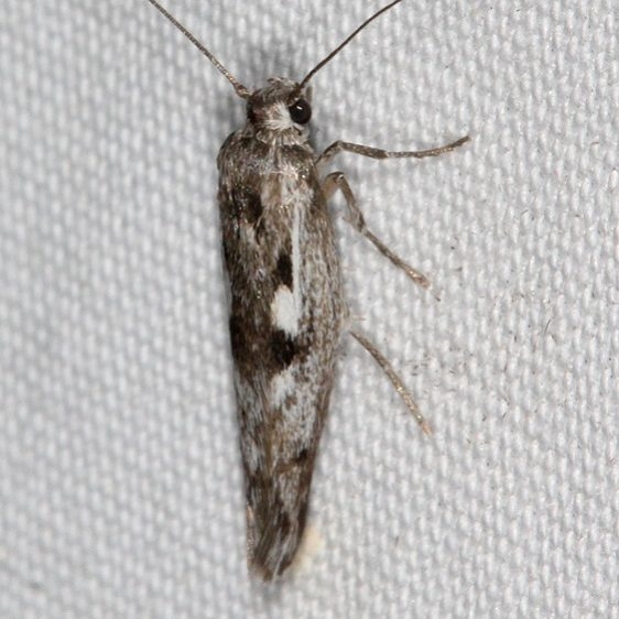 1667.2 Arotrura longissima BG Campsite 119 Falcon St Pk 10-22-16 (6)_opt