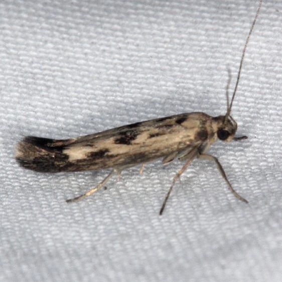 1673 Chenopodium Scythris Moth yard 7-21-14