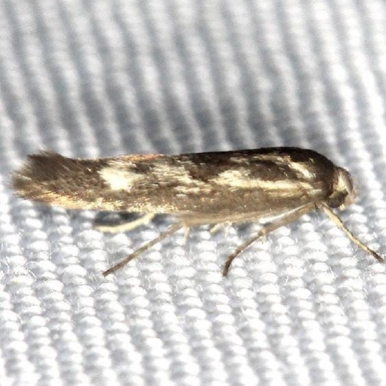 1673 Scythris limbella yard 5-20-13