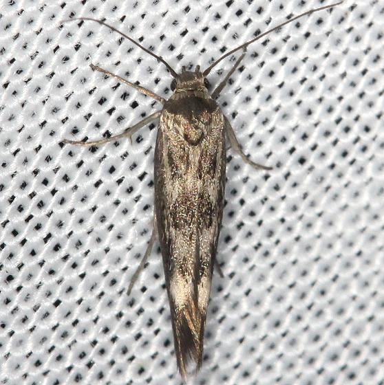 1673 Scythris limbella yard 5-20-13