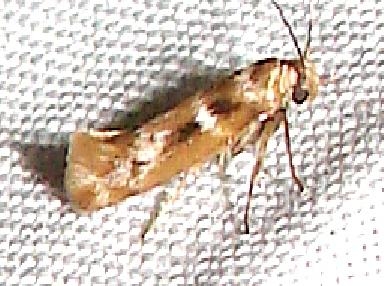 1678 Banded Scythris Moth Everglades Natl Pk Flamingo Campgrd area 3-22-11