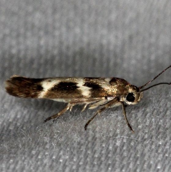 1678 Banded Scythris NABA Gardens Mission, Texas 11-4-13