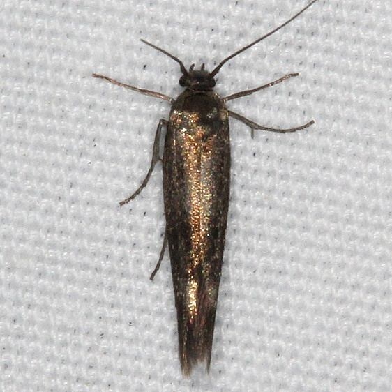 1680.99 Unidentified Sycthridid Moth yard 6-1-16 (29a)_opt