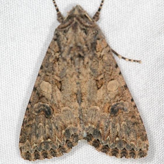 10223 Nutmeg Moth Moab RV Resort Moab Utah 6-5-17 (21)_opt