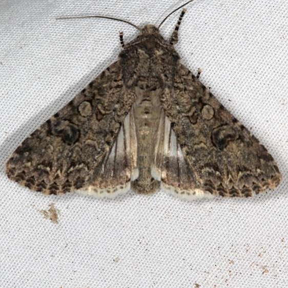 10223 Nutmeg Moth Moab RV Resort Moab Utah 6-5-17 (25)_opt
