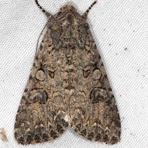 10223 Nutmeg Moth Moab RV Resort Moab Utah 6-5-17 (26)_opt