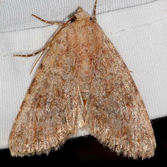 10248 Scotogramma orida BG Colorado National Monument 6-17-17
