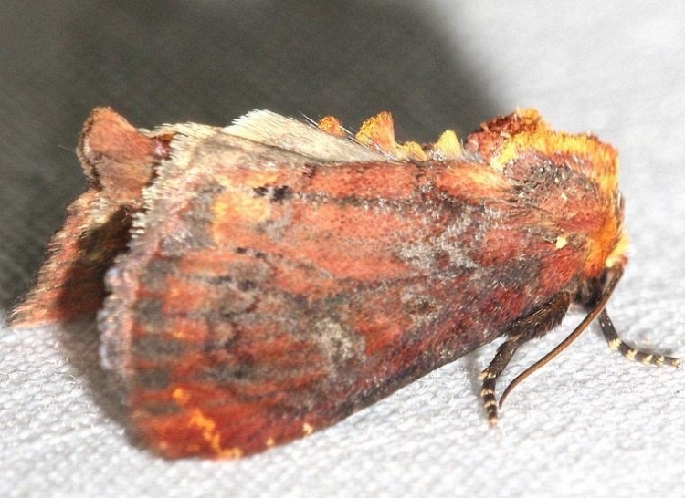 10266 German Cousin Moth yard 6-20-12