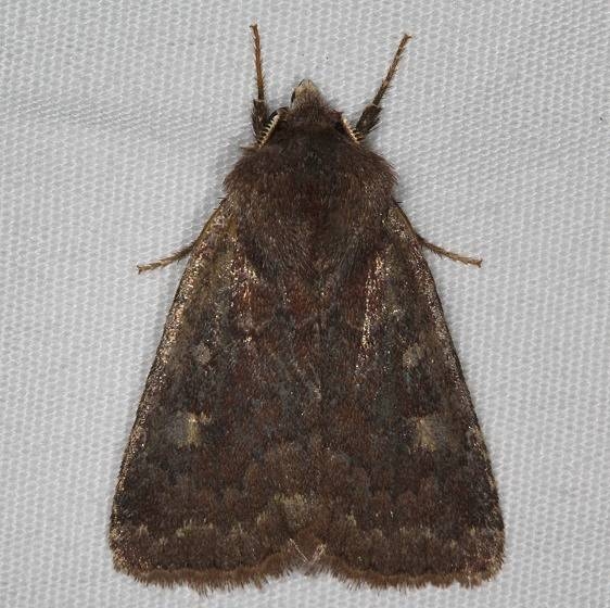 10266 German Cousin Moth yard 4-17-15