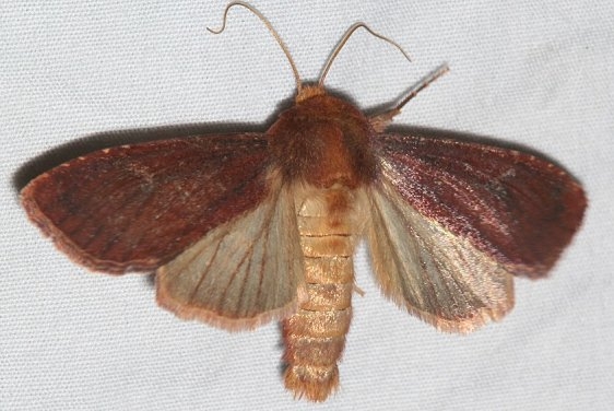 10268 Sideridis maryx Golden Gate St Pk Colorado 6-26-17 (60)_opt