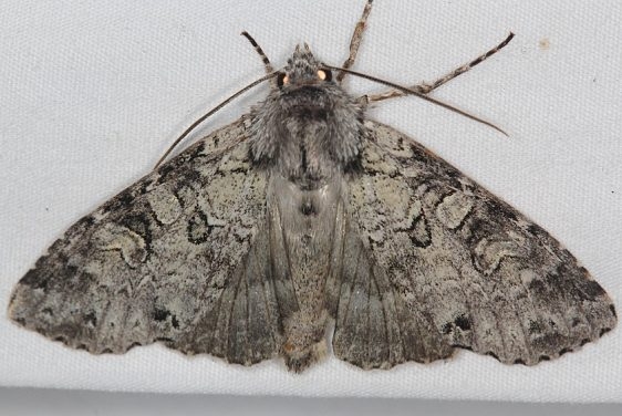 10275 Stormy Arches Moth Ash Rapids Lodge Lake of the Woods Ont 7-17-17 (41)_opt