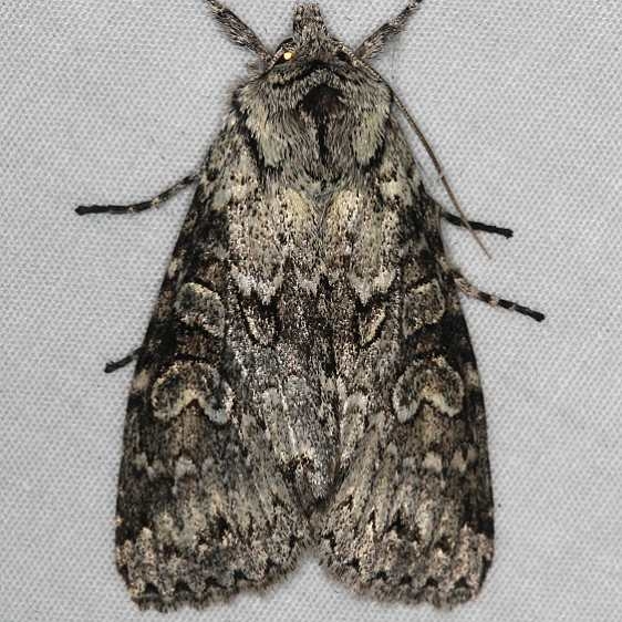 10276 Cloudy Arches Moth Ash Rapids Lodge Lake of the Woods Ont 7-23-17 (1)_opt