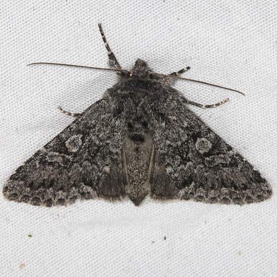 10277.1 Polia propodea Golden Gate Canyon St Pk Colorado 6-27-17 (62)_opt