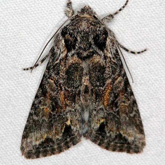 10288 Disparaged Arches Moth Moab RV Resort Moab Utah 6-4-17 (21)_opt