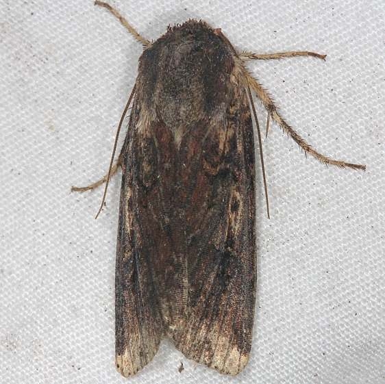 10289 Goodell's Arches moth tentative Oscar Scherer St Pk 3-14-15