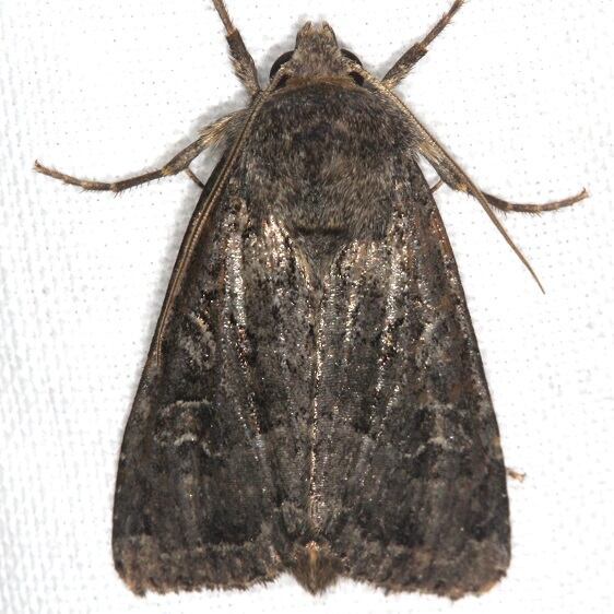 10290 Orthodes obscura-Goose-Bay-Camp-Lac Seul Canada 7-27-22