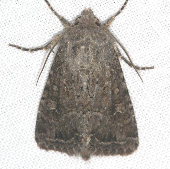 10290-Orthodes-obscura-Goose-Bay-Camp-Lac-Seul-Canada-7-27-221