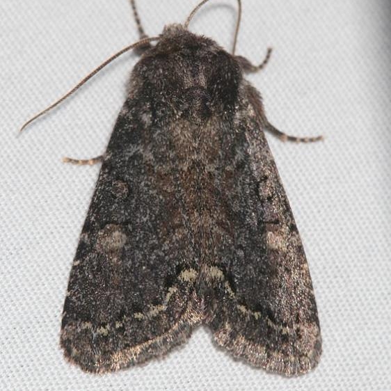 10290 [Orthodes] obscura Mueller St Pk Colorado 6-21-17 (37)_opt