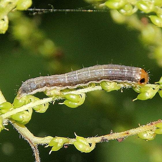 10291 Fluid Arches Caterpillar Webster Rd Hocking St Forest 6-20-18 (5)_opt