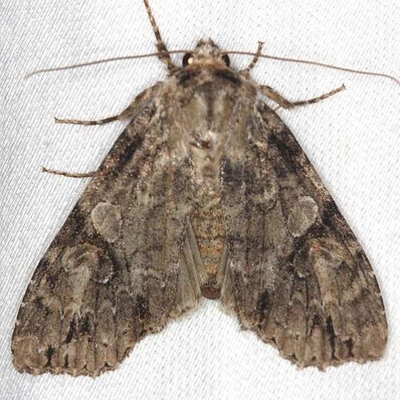 10291 Fluid Arches Moth Shawnee St Pk Oh 6-14-13