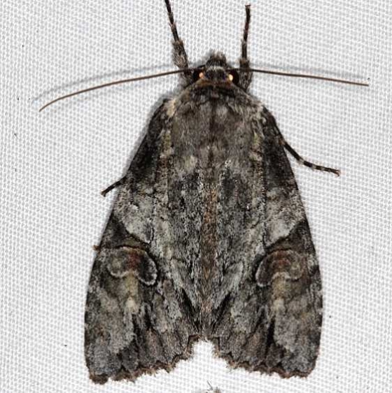 10291 Fluid Arches Moth yard 6-2-16 (3)_opt
