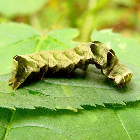10292 Hitched Arches Caterpillar Nancy green's Hocking Co Oh 10-13-14