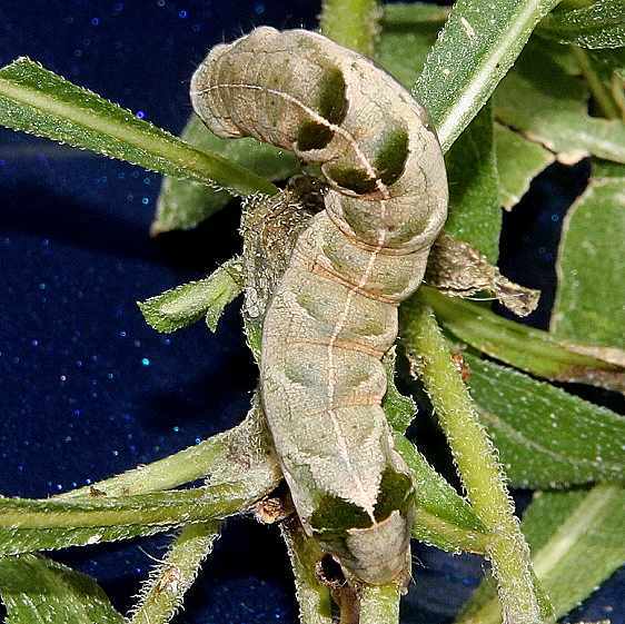 10292 Hitched Arches caterpillar on Wingstem Betch Fen Ross Co 10-2-19