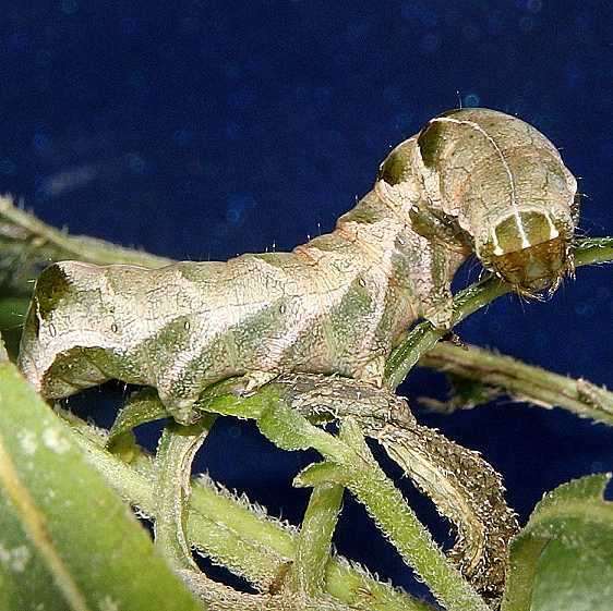 10292-Hitched-Arches-caterpillar-on-Wingstem-Betch-Fen-Ross-Co-10-2-19-13_opt