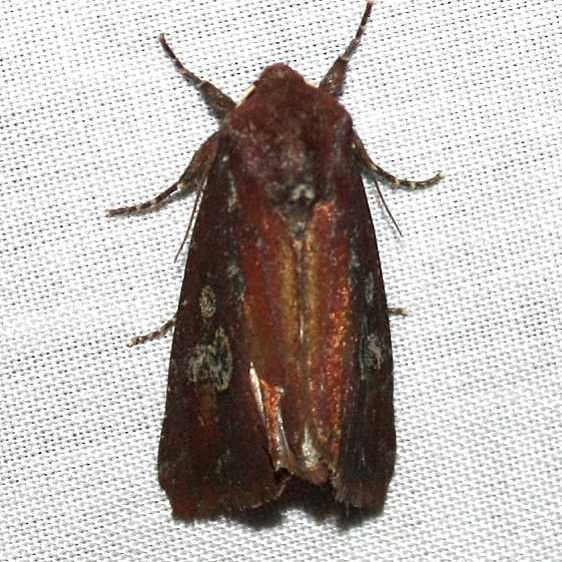 10293 Zebra Caterpillar Moth yard 9-2-09