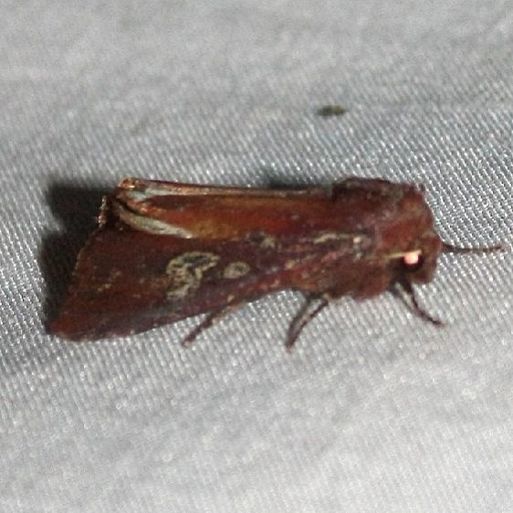 10293 Zebra Caterpillar Moth yard 9-2-09