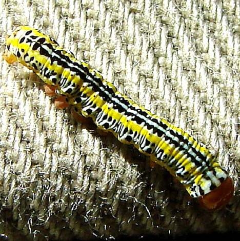 10293 Zebra Caterpillar on me in car 9-3-10