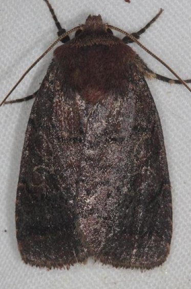 10295 Black Arches Moth yard 6-5-16 (1a)_opt