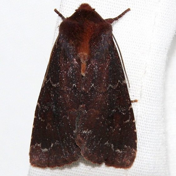 10295 Black Arches Thunder Lake UP Mich 6-26-15